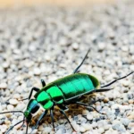 مكافحة حشرات الهفوف بالاحساء مكافحة حشرات الهفوف بالاحساء